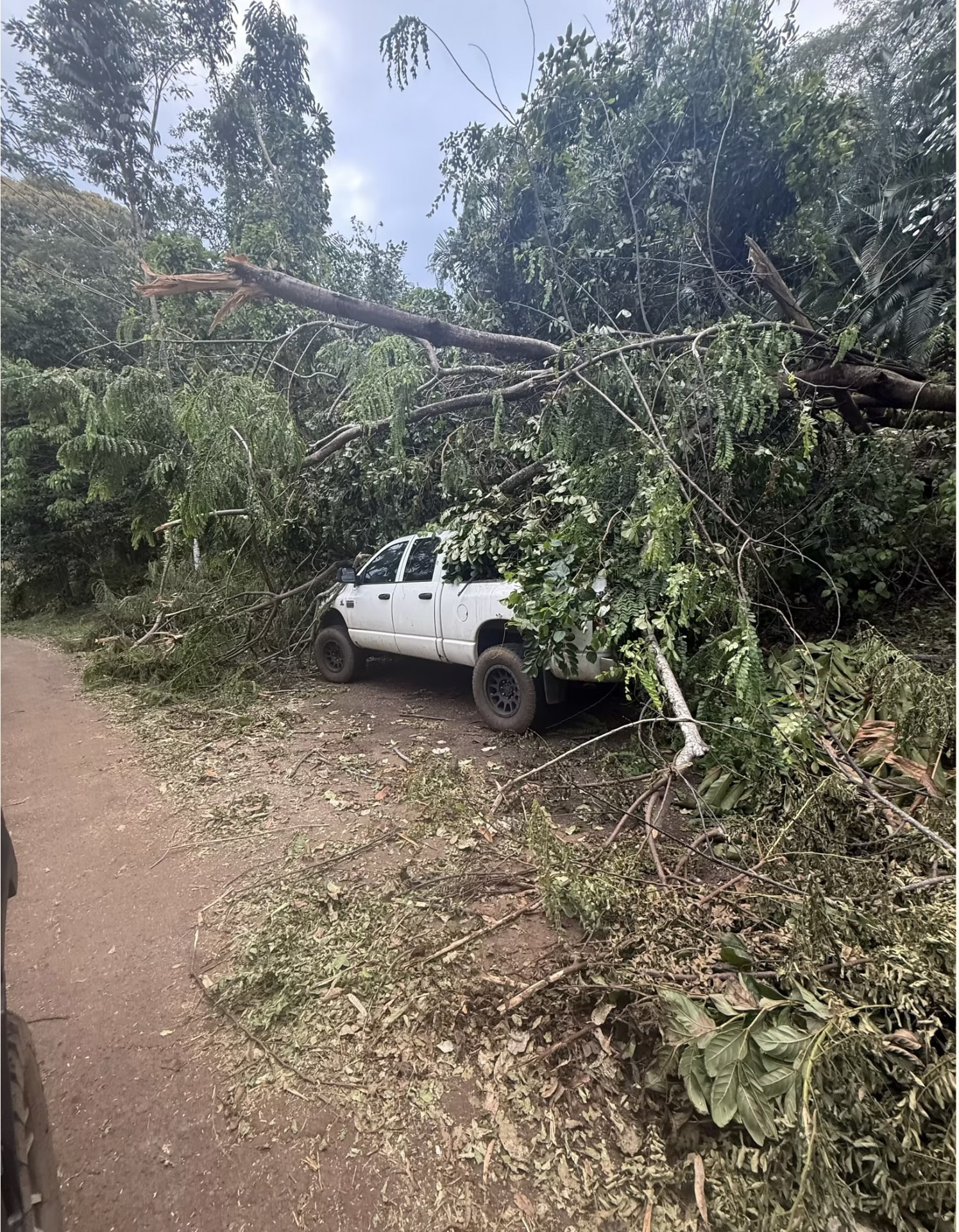 A white pickup truck crushed under fallen trees on a North Shore Kauai road after Hurricane Lowell